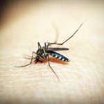 Mosquito Control