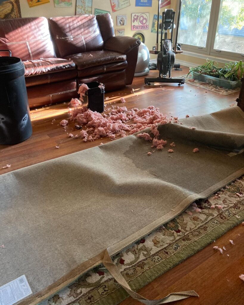 ceiling collapsed rodent damage