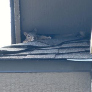 Houston Squirrel in attic