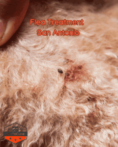 Flea Treatment San Antonio